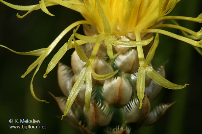 Centaurea orientalis