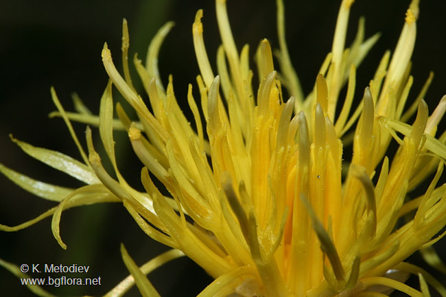 Centaurea orientalis