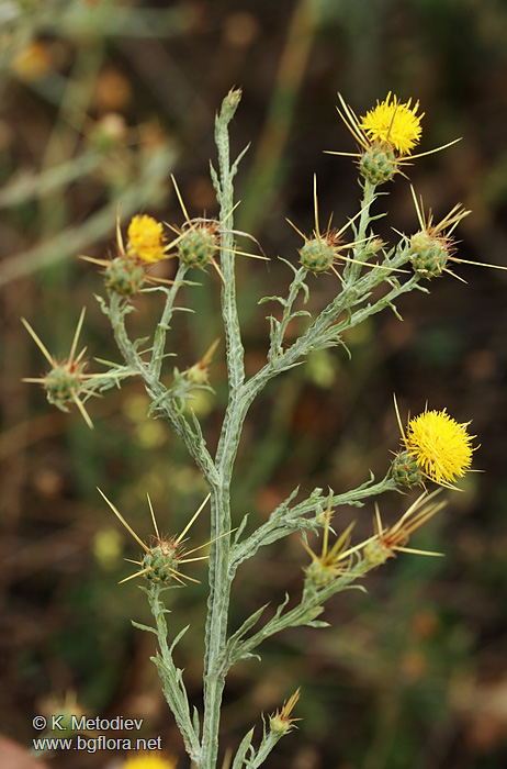 Centaurea solstitialis