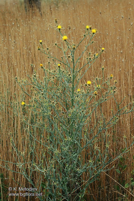 Centaurea solstitialis