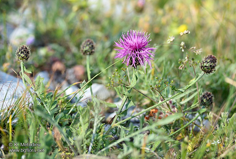 Centaurea stoebe subsp. serbica
