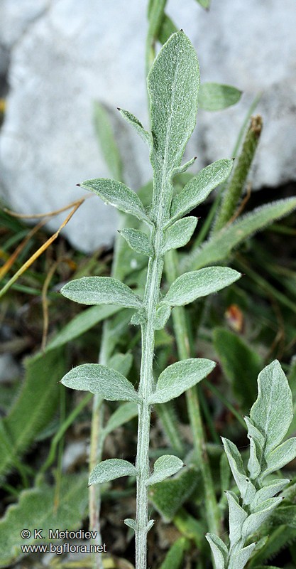 Centaurea stoebe subsp. serbica