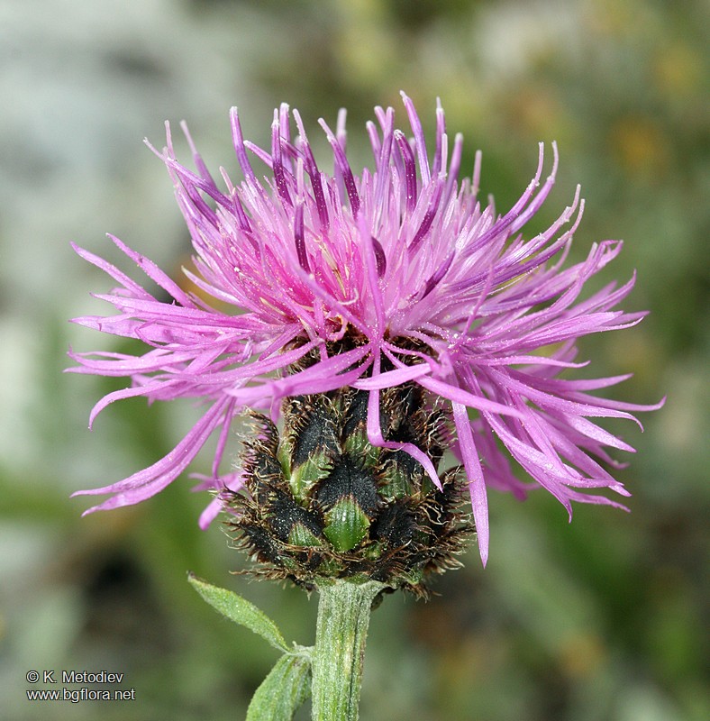 Centaurea stoebe subsp. serbica