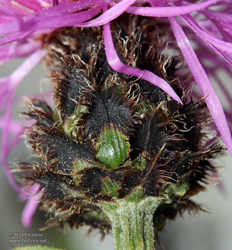 Centaurea stoebe subsp. serbica