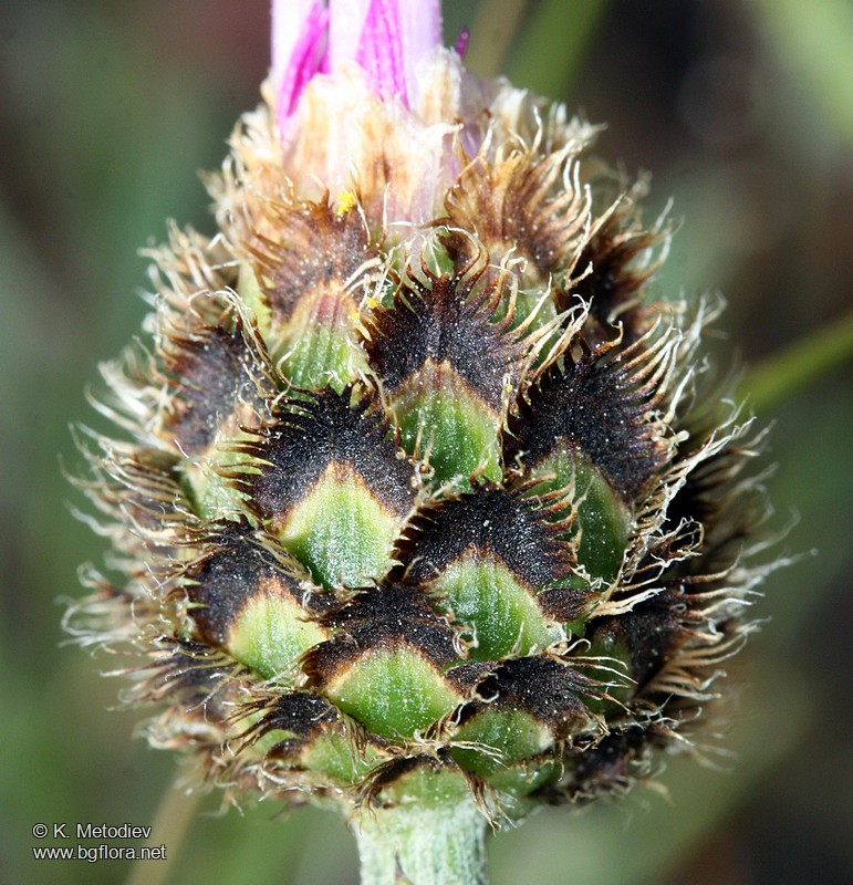 Centaurea stoebe subsp. serbica
