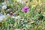 Centaurea stoebe subsp. serbica