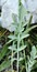 Centaurea stoebe subsp. serbica