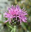 Centaurea stoebe subsp. serbica