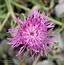 Centaurea stoebe subsp. serbica