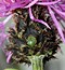 Centaurea stoebe subsp. serbica
