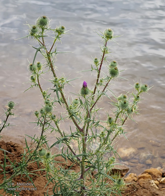 Cirsium vulgare