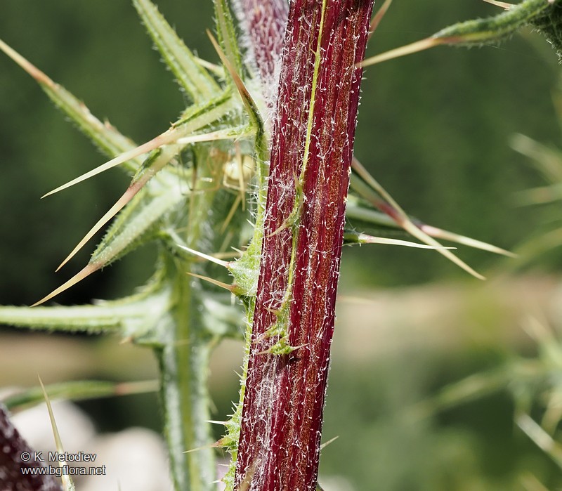 Cirsium vulgare