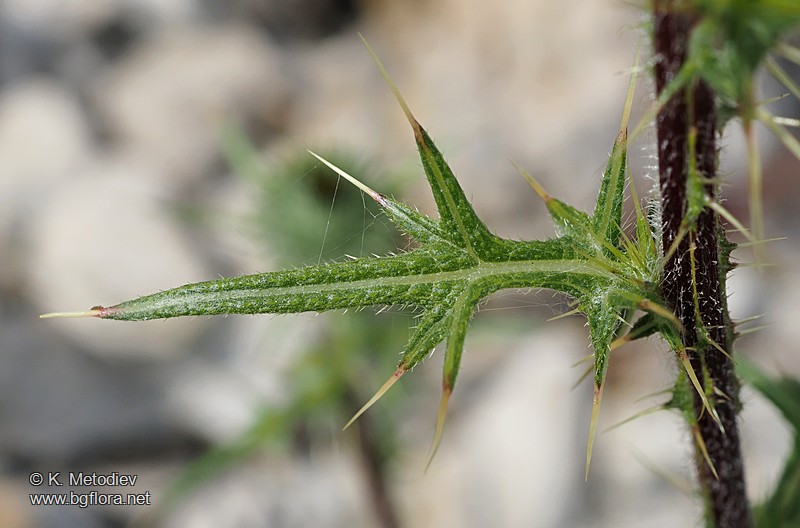 Cirsium vulgare