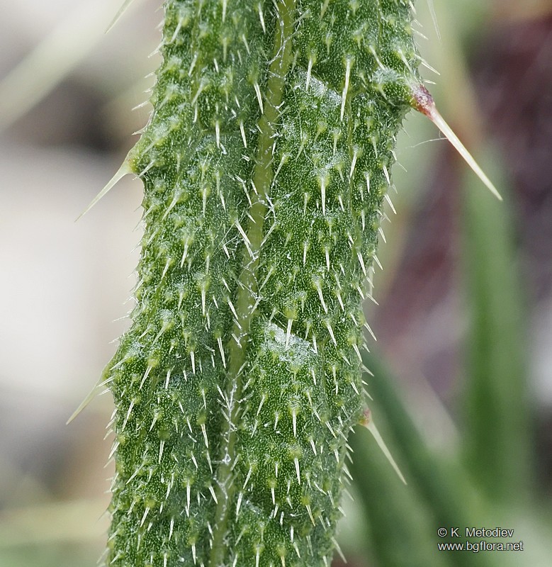 Cirsium vulgare