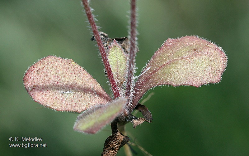Crepis sancta