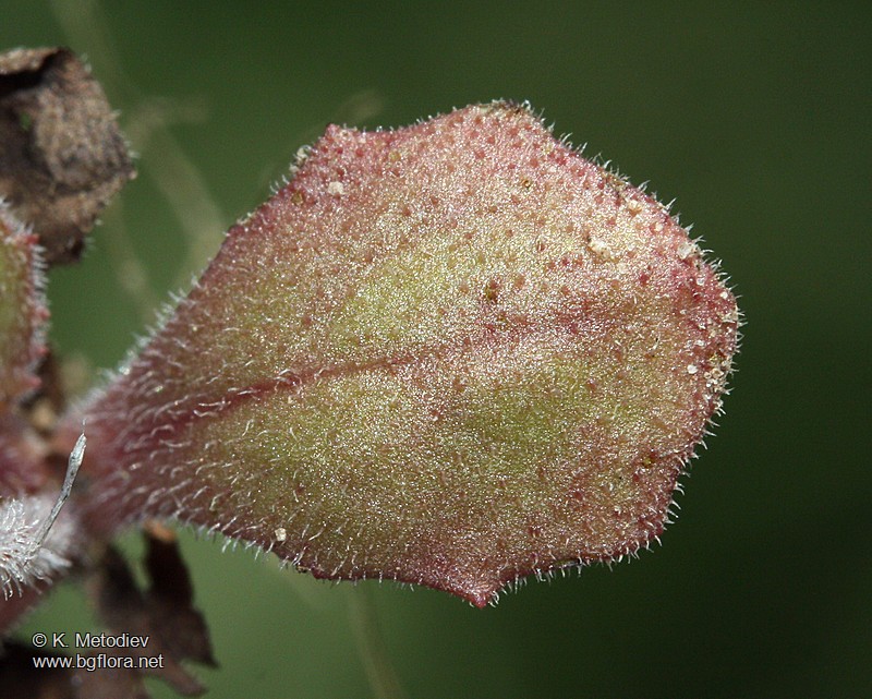 Crepis sancta