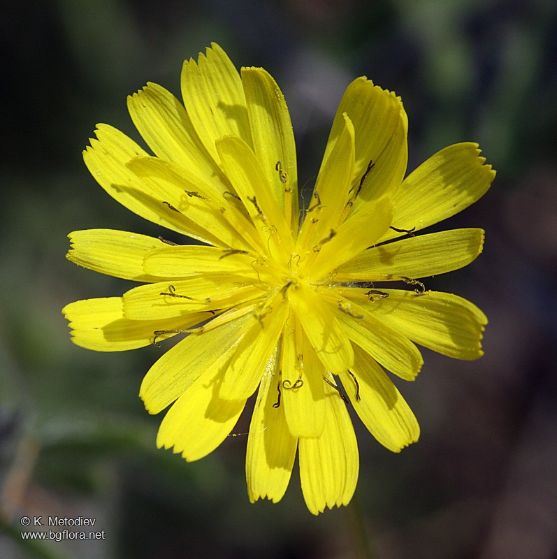 Crepis sancta