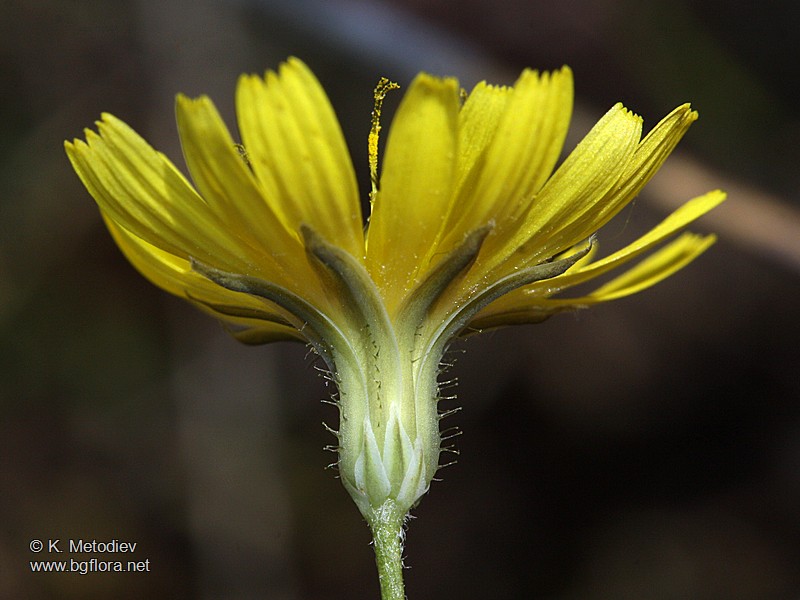 Crepis sancta