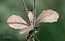Crepis sancta