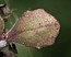 Crepis sancta