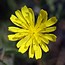 Crepis sancta