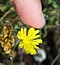 Crepis sancta