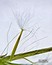 Crepis sancta