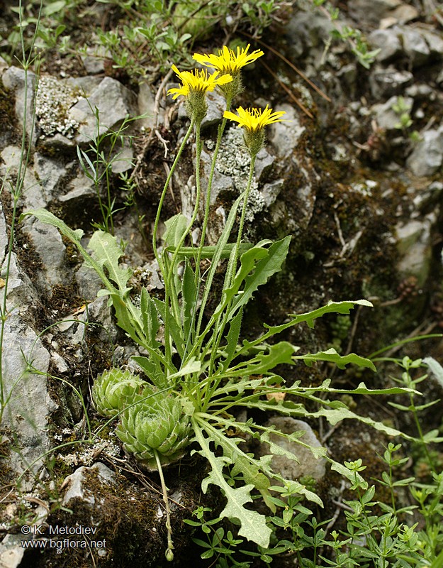Crepis schachtii
