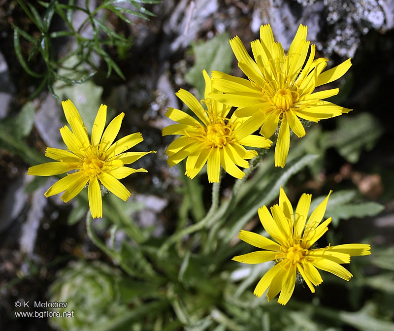 Crepis schachtii