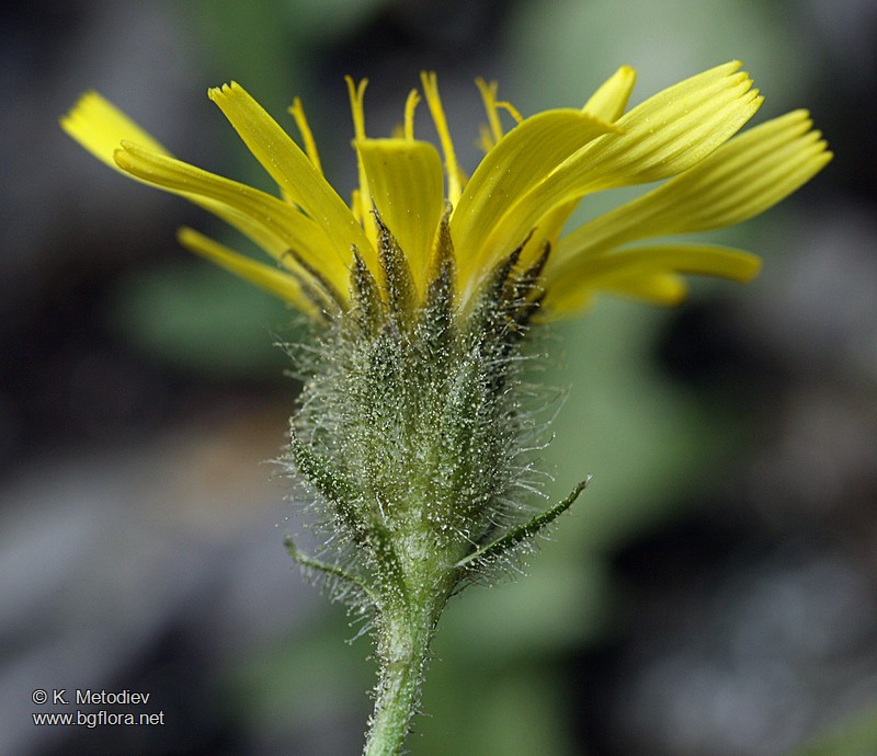 Crepis schachtii