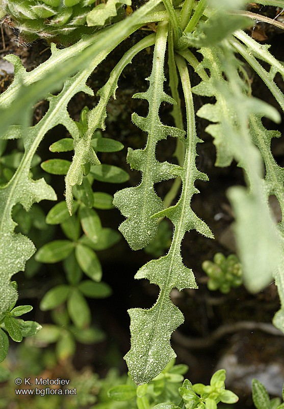 Crepis schachtii