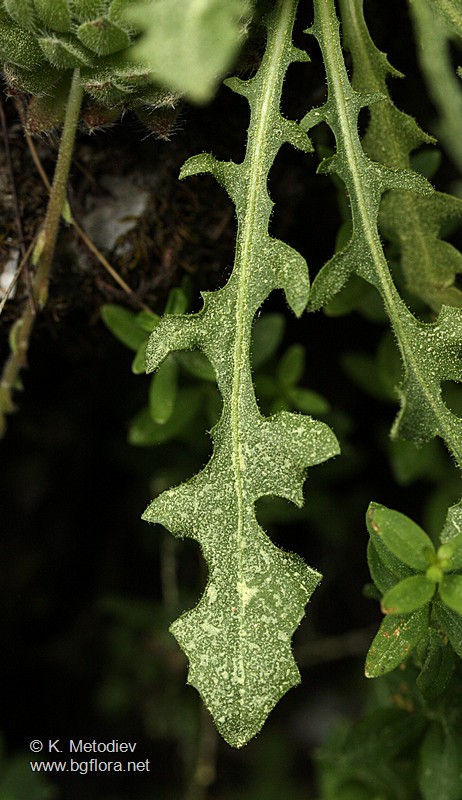 Crepis schachtii