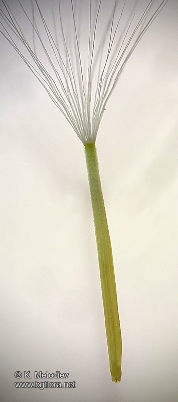 Crepis schachtii