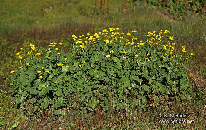 Doronicum austriacum