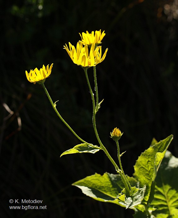 Doronicum austriacum