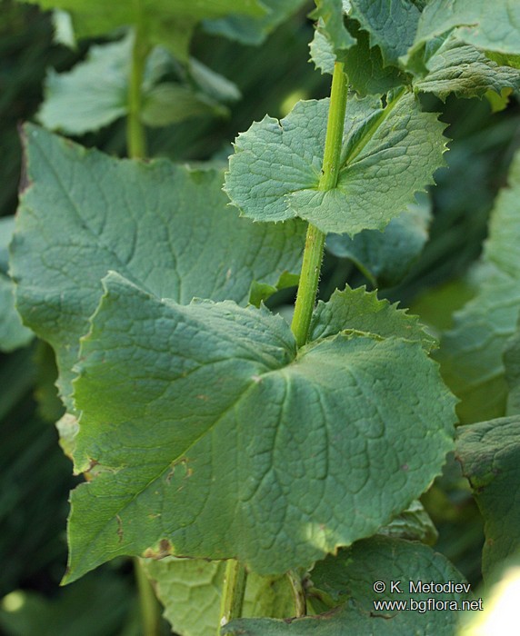Doronicum austriacum