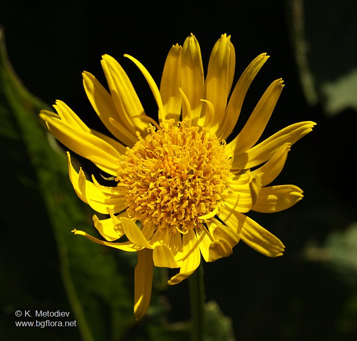 Doronicum austriacum