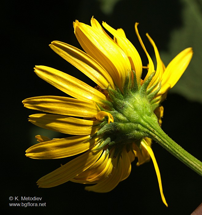 Doronicum austriacum
