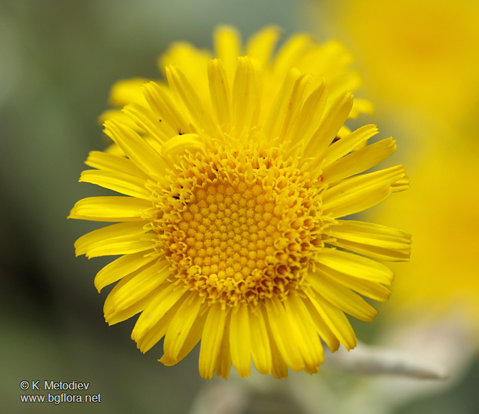 Inula aschersoniana