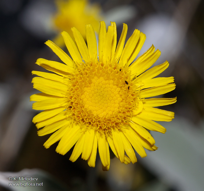 Inula aschersoniana