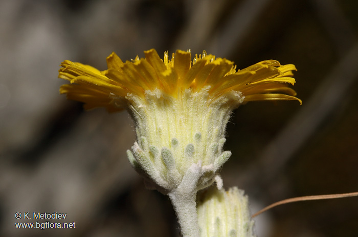 Inula aschersoniana