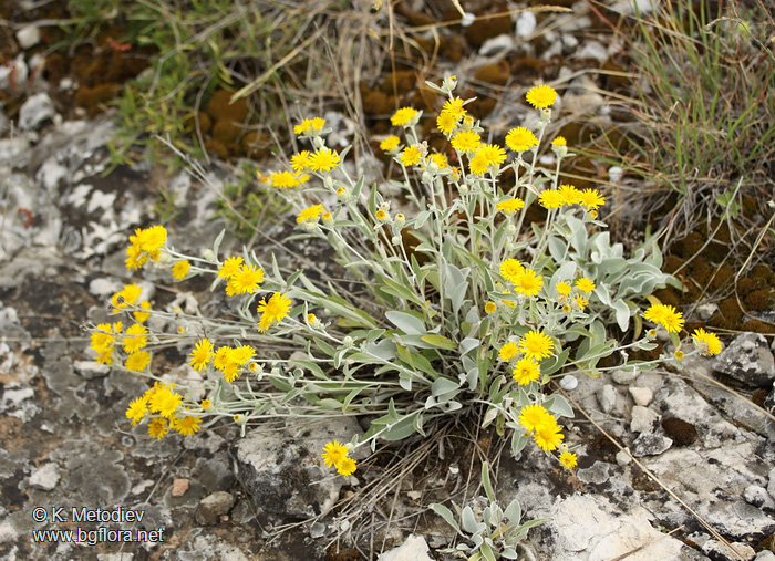 Inula aschersoniana