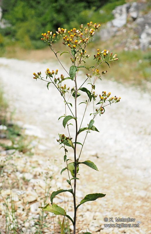 Inula conyza