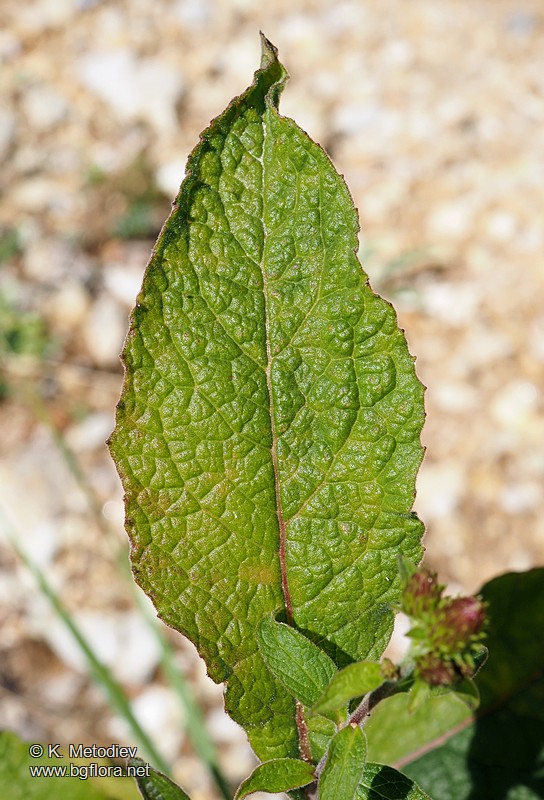 Inula conyza