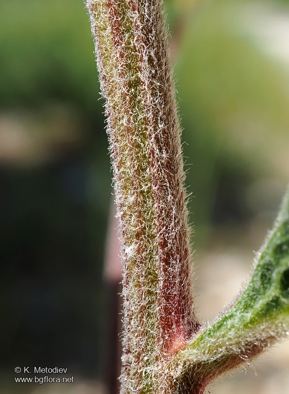 Inula conyza