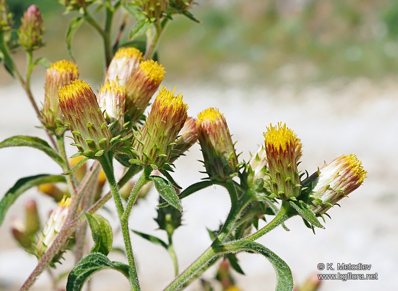 Inula conyza