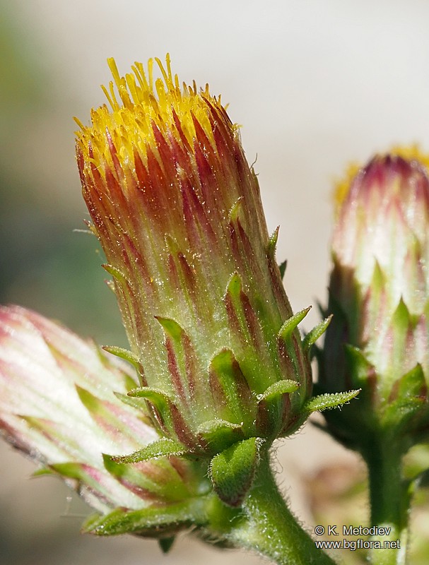 Inula conyza