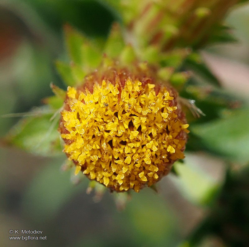 Inula conyza