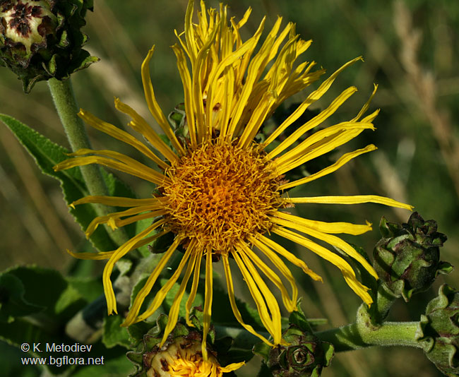 Inula helenium