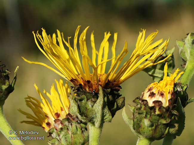 Inula helenium